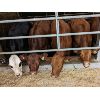 Image 2 : Ferme Belbo senc - 13 Femelles 675 lb