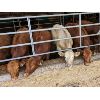 Image 3 : Ferme Belbo senc - 13 Femelles 675 lb