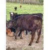 Image 11 : Manon Doire - 16 Mâles castrés 715 lb
