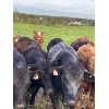 Image 2 : Manon Doire - 16 Mâles castrés 715 lb