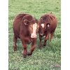 Image 9 : Manon Doire - 16 Mâles castrés 715 lb