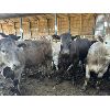 Image 2 : Ferme R. Bordeleau inc. - 72 Femelles 848 lb 