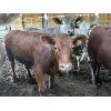 Image 3 : Ferme R. Bordeleau inc. - 72 Femelles 848 lb 