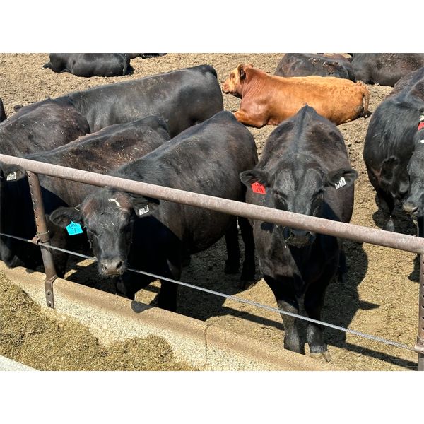 Ferme 4-JAS s.e.n.c. - 60 Mâles castrés 1050 lb