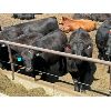 Image 1 : Ferme 4-JAS s.e.n.c. - 60 Mâles castrés 1050 lb