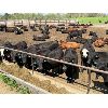 Image 2 : Ferme 4-JAS s.e.n.c. - 60 Mâles castrés 1050 lb