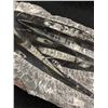Image 2 : 5.5" Orthocerras Fossil Specimen. MSRP $800.00