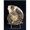 Image 1 : Ammonite Orthocerras Fossil MSRP $480.00