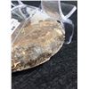 Image 2 : Ammonite Orthocerras Fossil MSRP $480.00