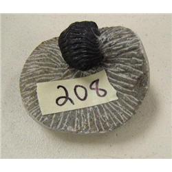 Fossilized trilobite (74)