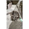 Image 1 : 20 foot lifting chain