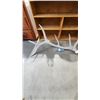 Image 1 : Elk Antler