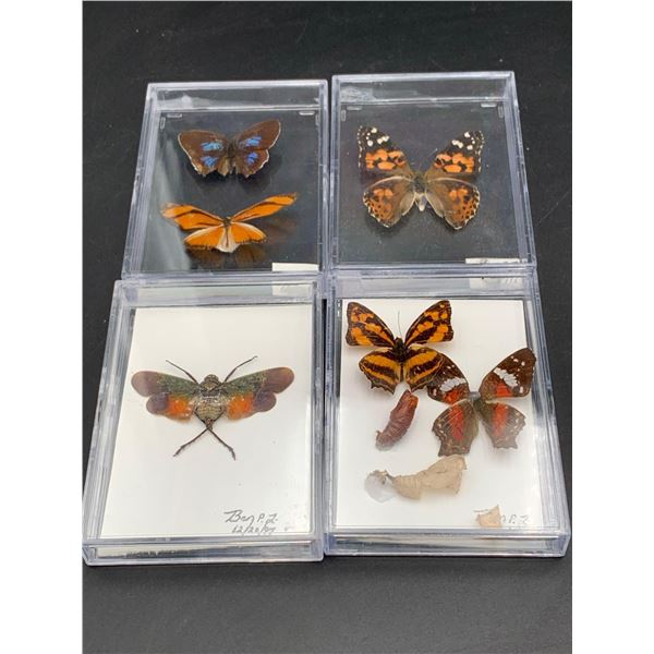 Lot of Pinned Butterflies and Moths