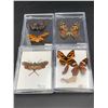 Image 1 : Lot of Pinned Butterflies and Moths
