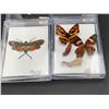 Image 2 : Lot of Pinned Butterflies and Moths