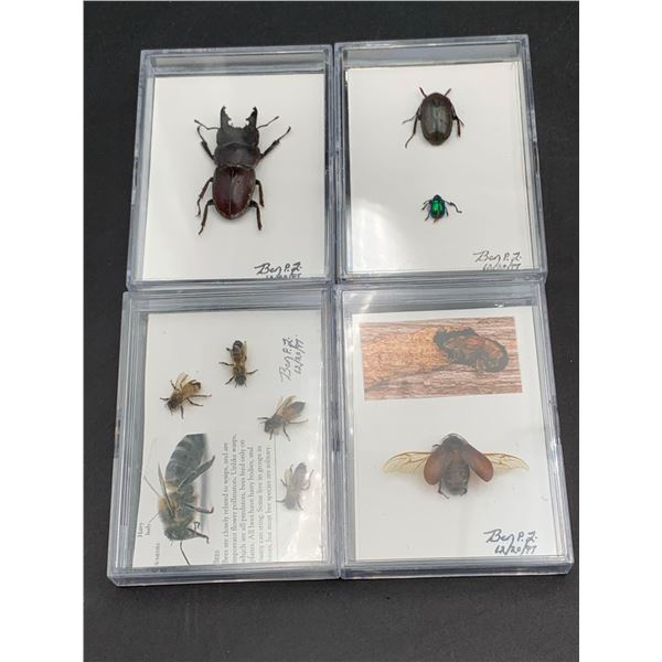 Lot of Pinned Beetles, Bees