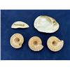 Image 2 : Collection of Seashells