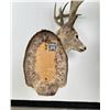 Image 10 : Giant Non Typical Whitetail Deer Taxidermy Mount