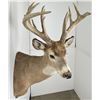 Image 1 : Giant Non Typical Whitetail Deer Taxidermy Mount