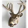 Image 2 : Giant Non Typical Whitetail Deer Taxidermy Mount
