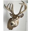 Image 3 : Giant Non Typical Whitetail Deer Taxidermy Mount