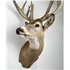 Image 4 : Giant Non Typical Whitetail Deer Taxidermy Mount