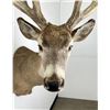 Image 5 : Giant Non Typical Whitetail Deer Taxidermy Mount