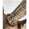 Image 6 : Giant Non Typical Whitetail Deer Taxidermy Mount