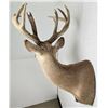 Image 7 : Giant Non Typical Whitetail Deer Taxidermy Mount