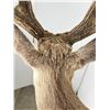 Image 8 : Giant Non Typical Whitetail Deer Taxidermy Mount
