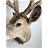 Image 9 : Giant Non Typical Whitetail Deer Taxidermy Mount