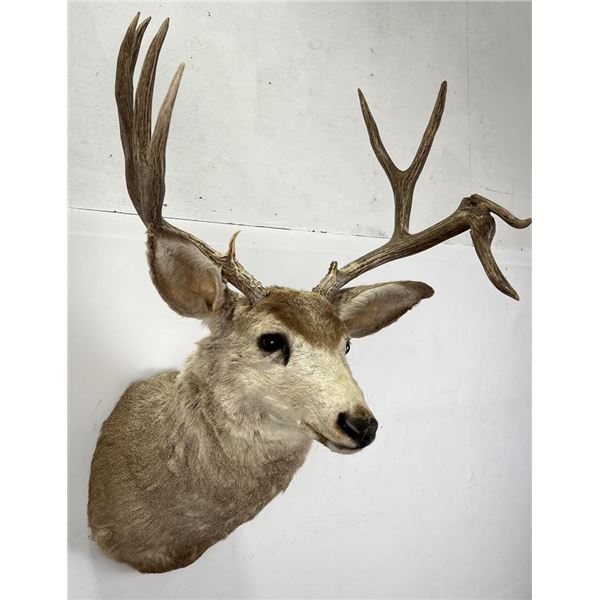Non Typical Montana Mule Deer Taxidermy Mount