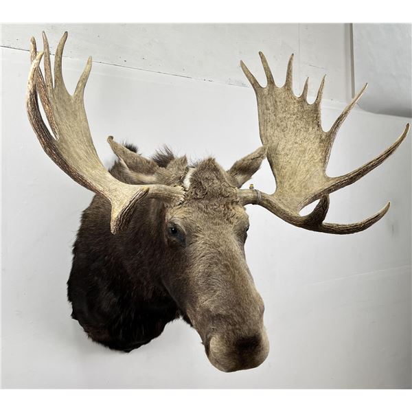 Wyoming Shiras Moose Taxidermy Mount
