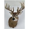 Image 1 : Iowa Non Typical Whitetail Deer Taxidermy Mount