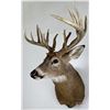 Image 2 : Iowa Non Typical Whitetail Deer Taxidermy Mount