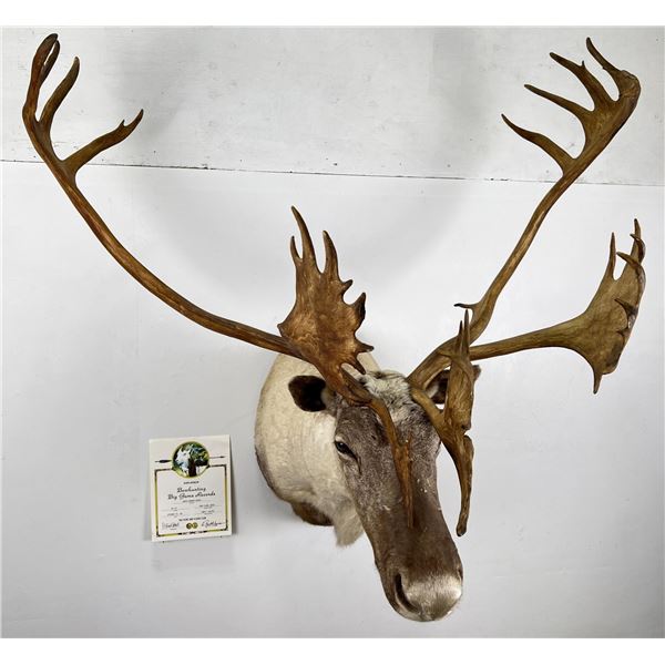Quebec Pope & Young Record Book Labrador Caribou