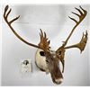 Image 1 : Quebec Pope & Young Record Book Labrador Caribou