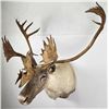Image 2 : Quebec Pope & Young Record Book Labrador Caribou