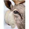 Image 8 : Quebec Pope & Young Record Book Labrador Caribou
