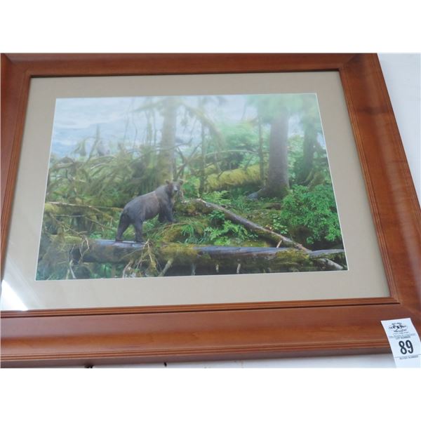 Framed Photo Bear In Woods - 20 X 24