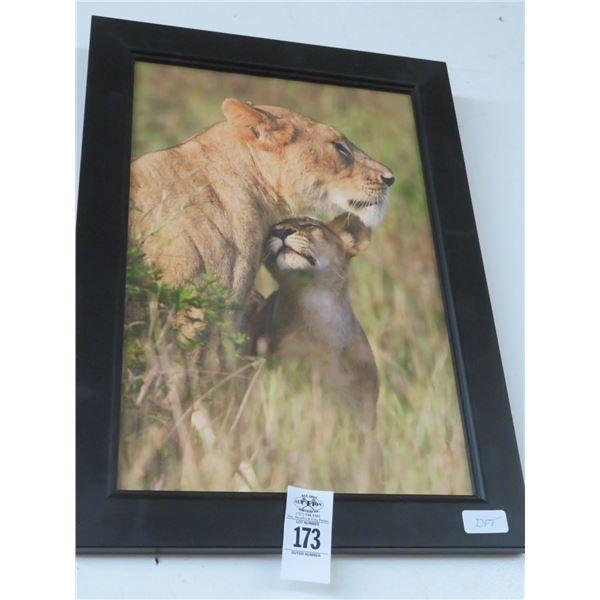 Framed Photo of Lions