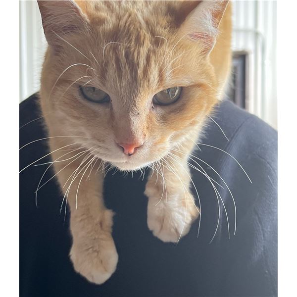 Adopt  Orangi  a female kitty from Clinton Beck's Pet Rescue: Spread the Word!
