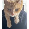Image 1 : Adopt "Orangi" a female kitty from Clinton Beck's Pet Rescue: Spread the Word!