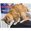 Image 2 : Adopt "Orangi" a female kitty from Clinton Beck's Pet Rescue: Spread the Word!