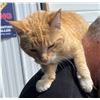 Image 3 : Adopt "Orangi" a female kitty from Clinton Beck's Pet Rescue: Spread the Word!