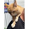 Image 4 : Adopt "Orangi" a female kitty from Clinton Beck's Pet Rescue: Spread the Word!