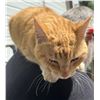Image 5 : Adopt "Orangi" a female kitty from Clinton Beck's Pet Rescue: Spread the Word!