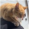 Image 7 : Adopt "Orangi" a female kitty from Clinton Beck's Pet Rescue: Spread the Word!