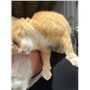 Image 8 : Adopt "Orangi" a female kitty from Clinton Beck's Pet Rescue: Spread the Word!