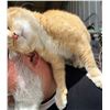 Image 9 : Adopt "Orangi" a female kitty from Clinton Beck's Pet Rescue: Spread the Word!